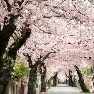 Akebono Flowering Cherry Tree Live Plant – 6-12 inch in 2.5 inch Pot – Outdoor - Image 2