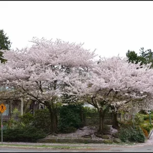 Akebono Flowering Cherry Tree Live Plant – 6-12 inch in 2.5 inch Pot – Outdoor - Image 3
