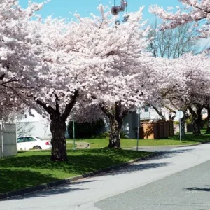 Akebono Flowering Cherry Tree Live Plant – 6-12 inch in 2.5 inch Pot – Outdoor - Image 4