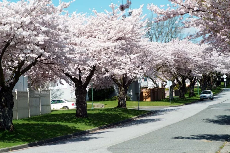 Akebono Flowering Cherry Tree Live Plant – 6-12 inch in 2.5 inch Pot – Outdoor - Image 4