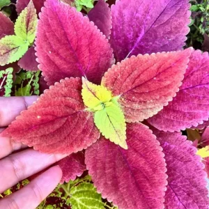 Alabama Sunset Coleus Live Plant – Set of 3 – 5-9
