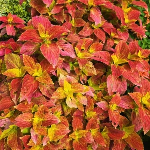 Alabama Sunset Coleus Live Plant – Set of 3 – 5-9