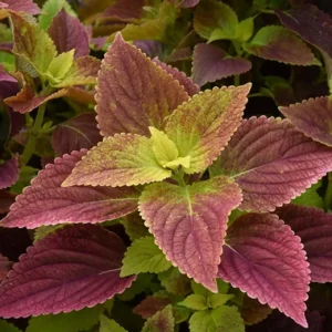 Alabama Sunset Coleus Live Plant – Set of 3 – 5-9