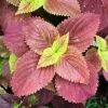 Alabama Sunset Coleus Live Plant – Set of 3 – 5-9" Tall Starter Plants – Colorful Foliage Ornamental - Image 1