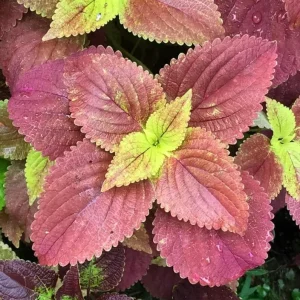 Alabama Sunset Coleus Live Plant – Set of 3 – 5-9