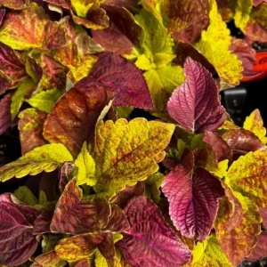 Alabama Sunset Coleus Live Plant – Set of 3 – 5-9