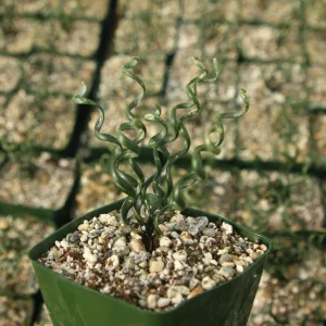 Albuca Bruce-Bayeri Corkscrew Live Succulent Plant in 4 inch Pot - Image 1