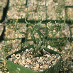 Albuca Bruce-Bayeri Corkscrew Live Succulent Plant in 4 inch Pot - Image 2