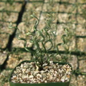 Albuca Bruce-Bayeri Corkscrew Live Succulent Plant in 4 inch Pot - Image 3