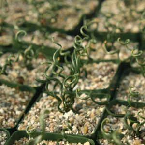 Albuca Bruce-Bayeri Corkscrew Live Succulent Plant in 4 inch Pot - Image 5