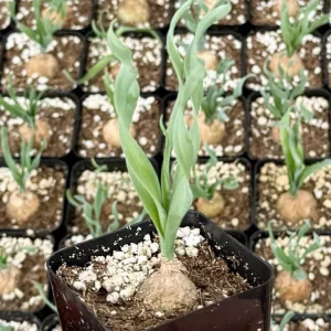 Albuca Concordiana Live Plant - Curly Grass Succulent in 2.5 inch Pot - Rare & Rooted - Image 2
