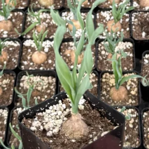 Albuca Concordiana Live Plant - Curly Grass Succulent in 2.5 inch Pot - Rare & Rooted - Image 3
