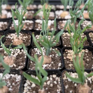 Albuca Concordiana Live Plant - Curly Grass Succulent in 2.5 inch Pot - Rare & Rooted - Image 4
