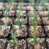 Albuca Concordiana Live Plant - Curly Grass Succulent in 2.5 inch Pot - Rare & Rooted - Image 1