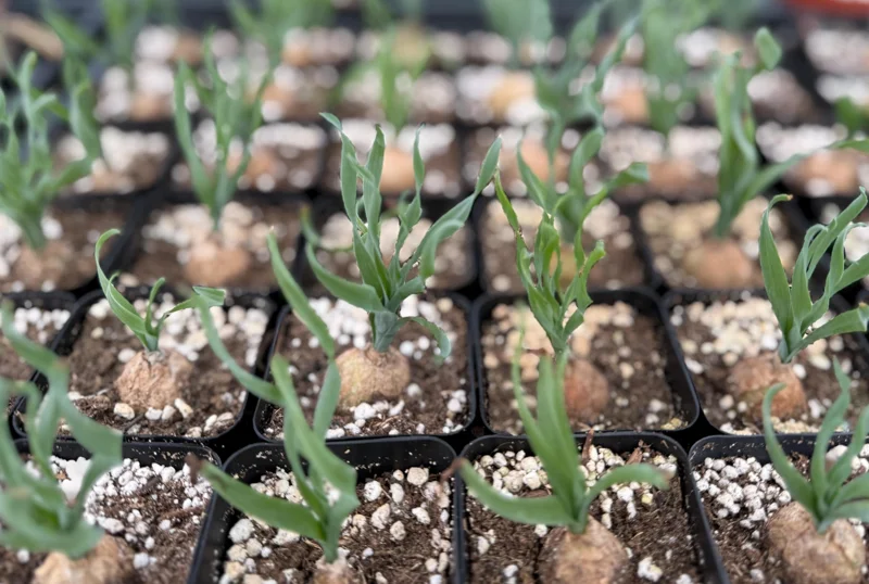 Albuca Concordiana Live Plant - Curly Grass Succulent in 2.5 inch Pot - Rare & Rooted - Image 1