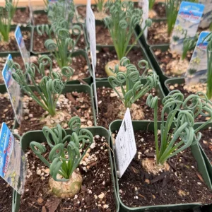 Albuca Spiralis Live Plant - Frizzle Sizzle Succulent 4-6 inch Pot Indoor - Image 2