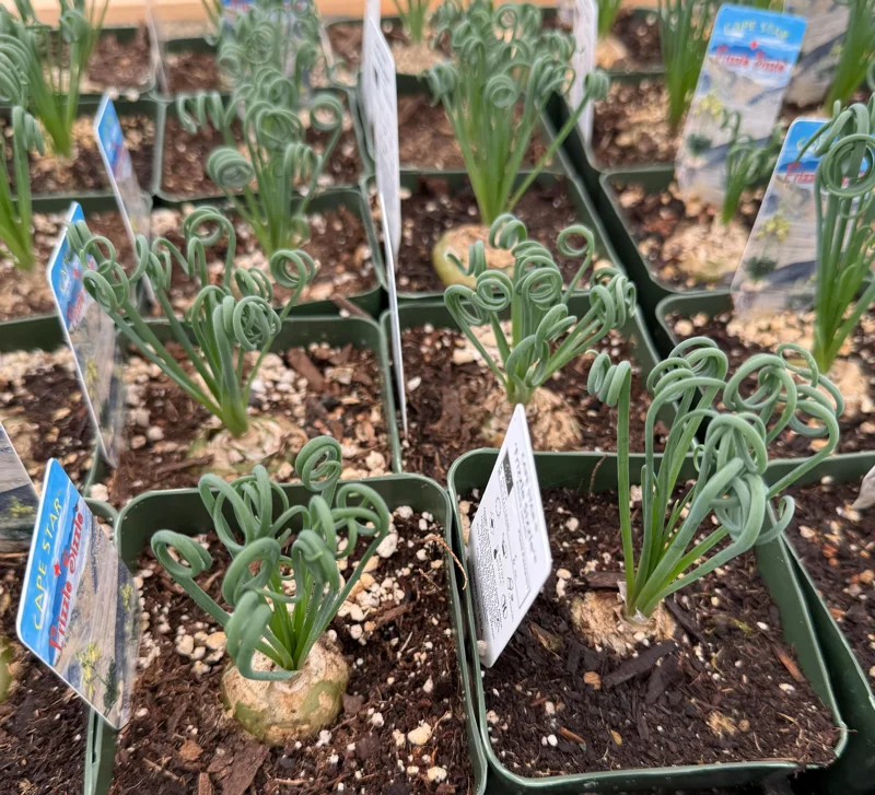 Albuca Spiralis Live Plant - Frizzle Sizzle Succulent 4-6 inch Pot Indoor - Image 2