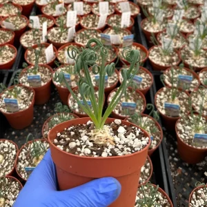 Albuca Spiralis Live Plant - Frizzle Sizzle Succulent 4-6 inch Pot Indoor - Image 3