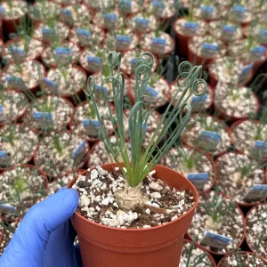 Albuca Spiralis Live Plant - Frizzle Sizzle Succulent 4-6 inch Pot Indoor - Image 6