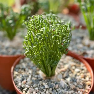 Albuca Spiralis Live Plant - Frizzle Sizzle Succulent 4-6 inch Pot Indoor - Image 7