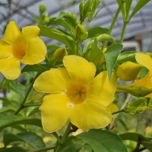 Allamanda Brown Bud Live Plant Set of 3 – 4-6