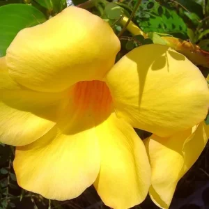 Allamanda Brown Bud Live Plant Set of 3 – 4-6