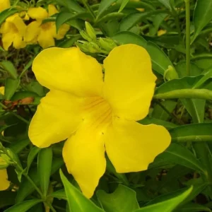 Allamanda Brown Bud Live Plant Set of 3 – 4-6