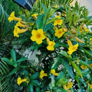 Allamanda Brown Bud Live Plant Set of 3 – 4-6