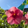 Allamanda 'Cherries Jubilee' Live Plant - Set of 3 Purple Trumpet Vine, 4-6" Tall - Image 1