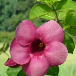Allamanda 'Cherries Jubilee' Live Plant - Set of 3 Purple Trumpet Vine, 4-6