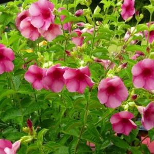 Allamanda 'Cherries Jubilee' Live Plant - Set of 3 Purple Trumpet Vine, 4-6