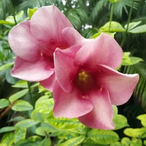 Allamanda 'Cherries Jubilee' Live Plant - Set of 3 Purple Trumpet Vine, 4-6