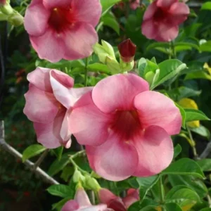 Allamanda 'Cherries Jubilee' Live Plant - Set of 3 Purple Trumpet Vine, 4-6