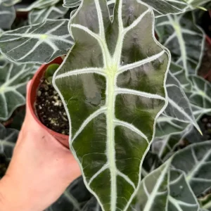 Alocasia Amazonica Live Plant - African Mask Houseplant in 4-inch Pot - Image 2