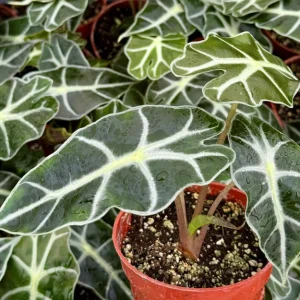 Alocasia Amazonica Live Plant - African Mask Houseplant in 4-inch Pot - Image 4