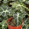 Alocasia Amazonica Live Plant - African Mask Houseplant in 4-inch Pot - Image 1