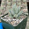 Aloe Erinacea Live Plant - Hedgehog Aloe Succulent in 4 inch Pot - Rare Succulent - Image 1