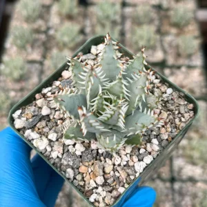 Aloe Erinacea Live Plant - Hedgehog Aloe Succulent in 4 inch Pot - Rare Succulent - Image 2