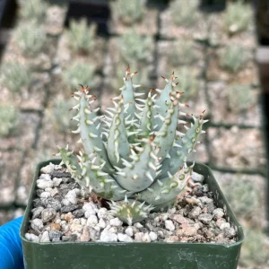 Aloe Erinacea Live Plant - Hedgehog Aloe Succulent in 4 inch Pot - Rare Succulent - Image 3