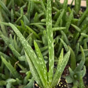 Aloe Vera Live Plant - Medicinal Houseplant in 2 inch Pot - Easy Care Succulent - Image 2