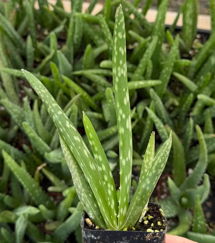 Aloe Vera Live Plant - Medicinal Houseplant in 2 inch Pot - Easy Care Succulent - Image 2