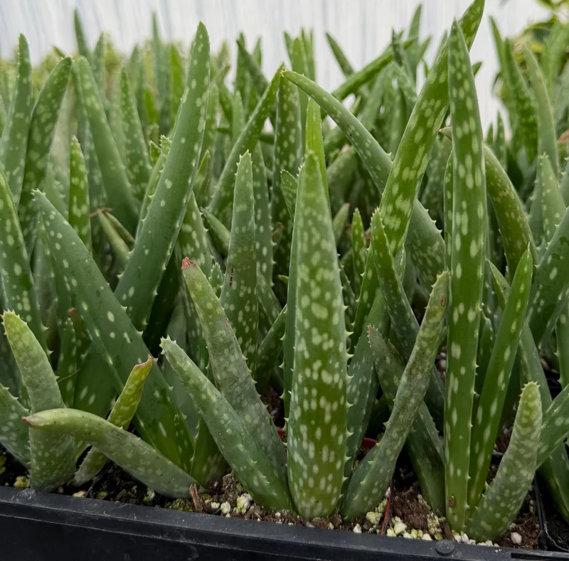 Aloe Vera Live Plant - Medicinal Houseplant in 2 inch Pot - Easy Care Succulent - Image 3