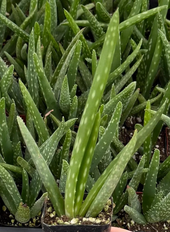 Aloe Vera Live Plant - Medicinal Houseplant in 2 inch Pot - Easy Care Succulent - Image 1