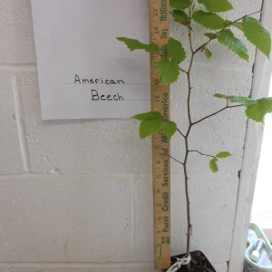 American Beech Live Plant – Fagus Grandifolia – 1 Quart Pot, 18-24 inches tall – Outdoor Tree - Image 3