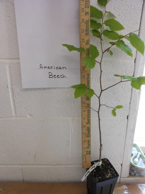 American Beech Live Plant – Fagus Grandifolia – 1 Quart Pot, 18-24 inches tall – Outdoor Tree - Image 3