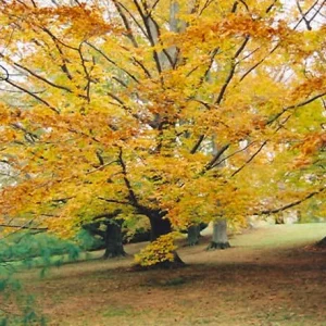 American Beech Live Plant – Fagus Grandifolia – 1 Quart Pot, 18-24 inches tall – Outdoor Tree - Image 4