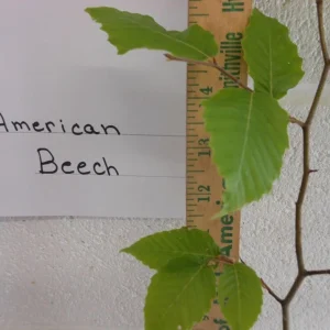 American Beech Live Plant – Fagus Grandifolia – 1 Quart Pot, 18-24 inches tall – Outdoor Tree - Image 5