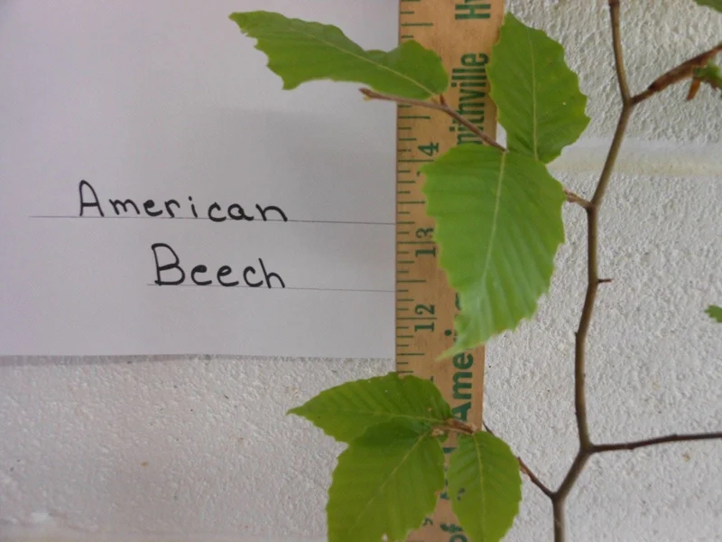 American Beech Live Plant – Fagus Grandifolia – 1 Quart Pot, 18-24 inches tall – Outdoor Tree - Image 5