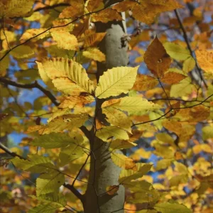 American Beech Live Plant – Fagus Grandifolia – 1 Quart Pot, 18-24 inches tall – Outdoor Tree - Image 6