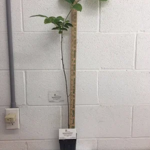 American Persimmon Tree Live Plant - 4 inch Pot - Diospyros virginiana - Image 2